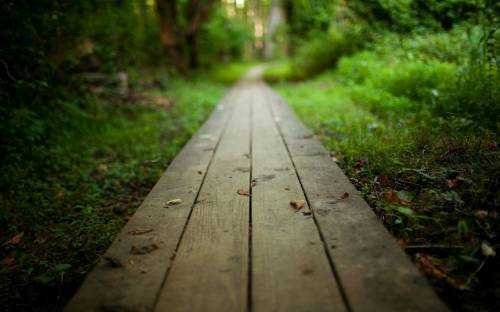 Wooden Path Forest