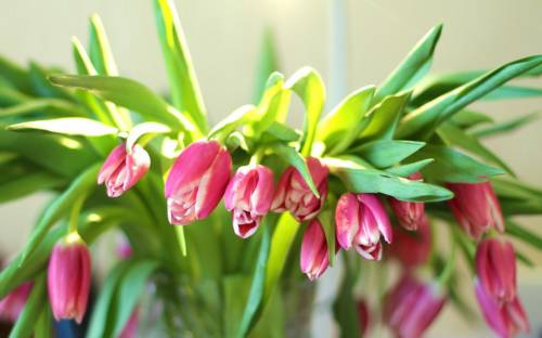 Pink Tulips Spring